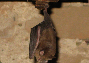 Kleine Hufeisennase (Rhinolophus hipposideros) - © Oliver Gebhardt